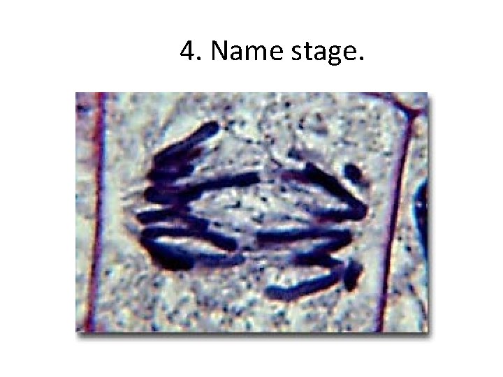 4. Name stage. 