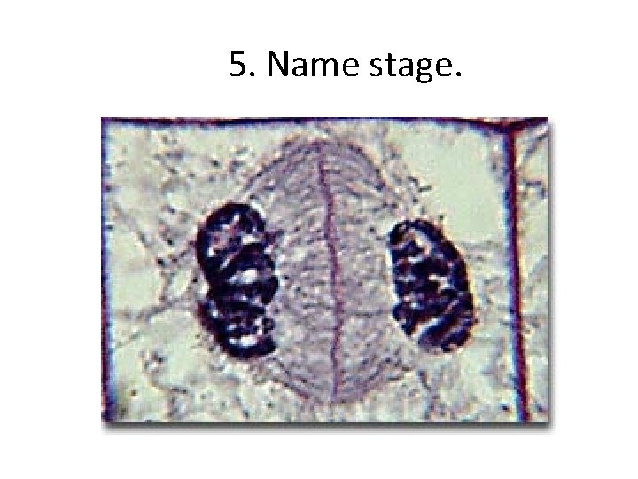 5. Name stage. 