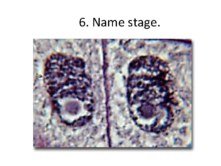 6. Name stage. 