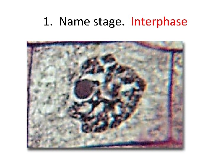 1. Name stage. Interphase 