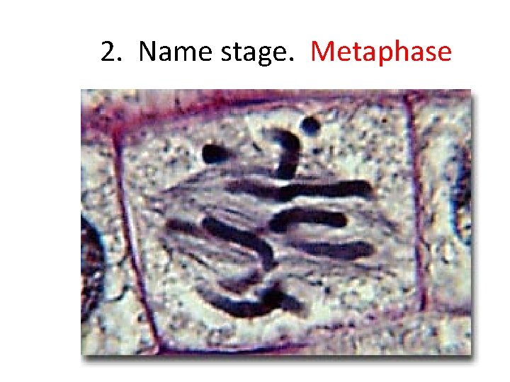 2. Name stage. Metaphase 