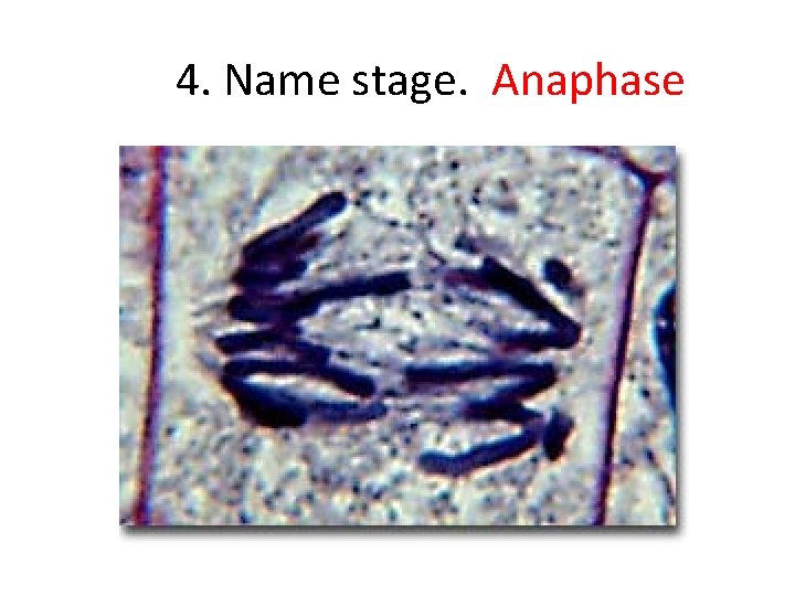 4. Name stage. Anaphase 