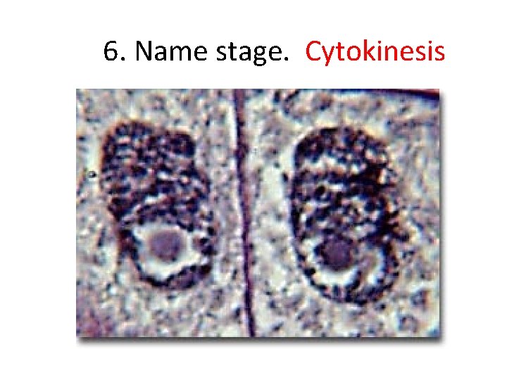 6. Name stage. Cytokinesis 