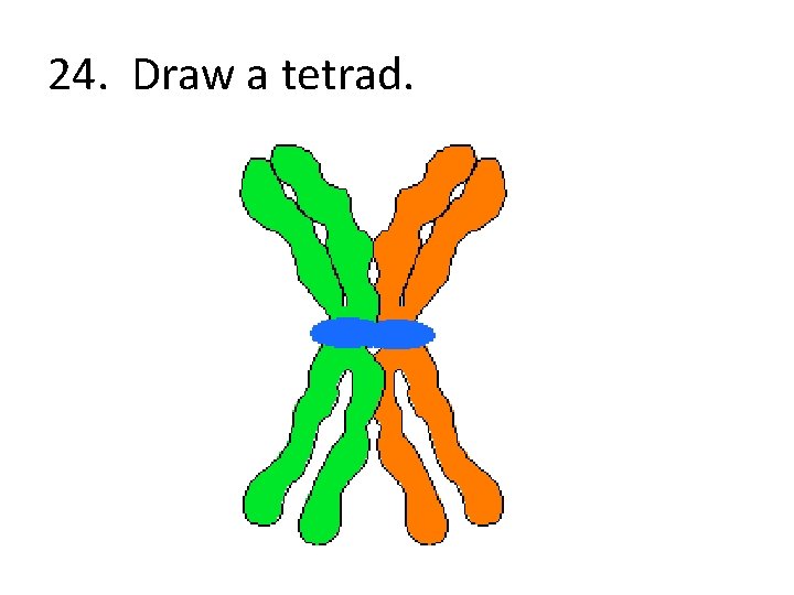 24. Draw a tetrad. 