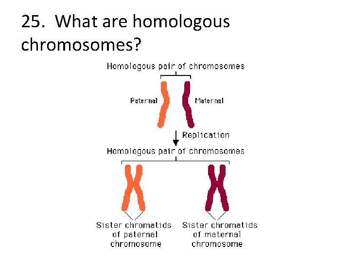 25. What are homologous chromosomes? 