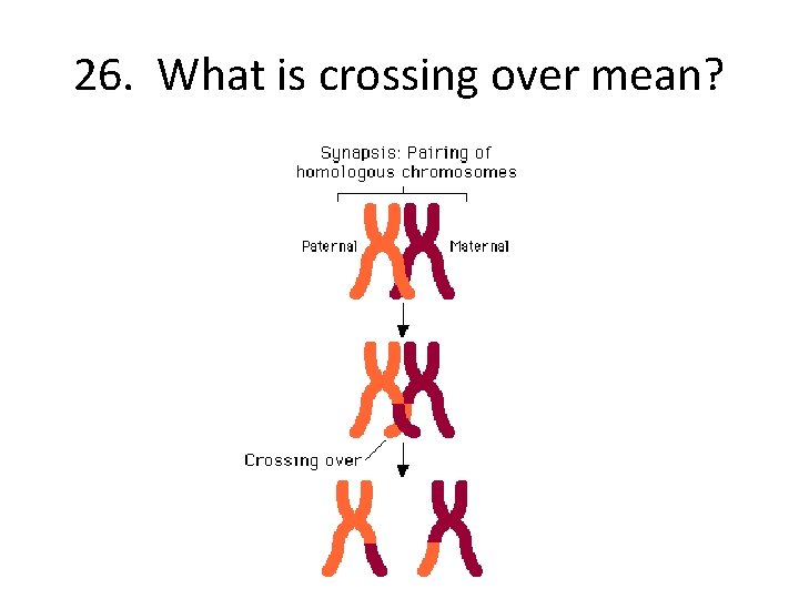 26. What is crossing over mean? 