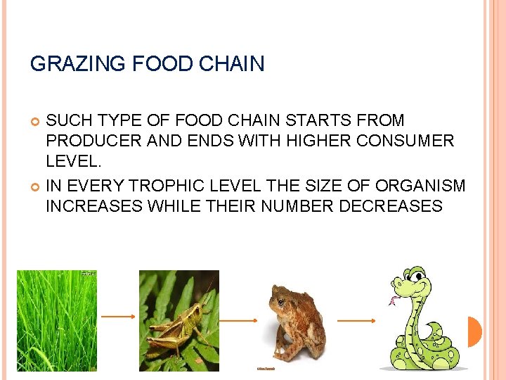 GRAZING FOOD CHAIN SUCH TYPE OF FOOD CHAIN STARTS FROM PRODUCER AND ENDS WITH