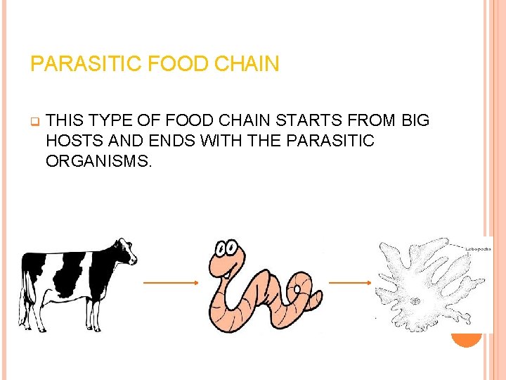 PARASITIC FOOD CHAIN q THIS TYPE OF FOOD CHAIN STARTS FROM BIG HOSTS AND