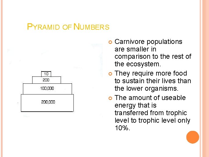 PYRAMID OF NUMBERS Carnivore populations are smaller in comparison to the rest of the