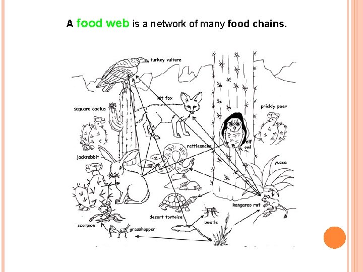A food web is a network of many food chains. 