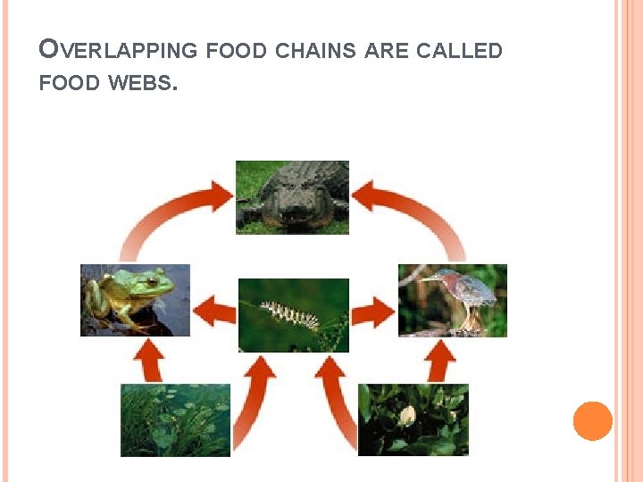 OVERLAPPING FOOD CHAINS ARE CALLED FOOD WEBS. 