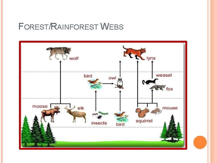 FOREST/RAINFOREST WEBS 