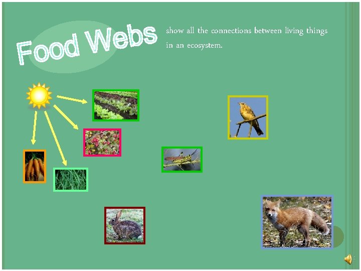 show all the connections between living things in an ecosystem. 