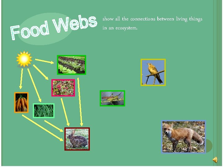 show all the connections between living things in an ecosystem. 