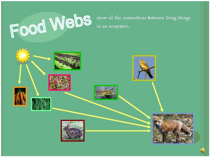 show all the connections between living things in an ecosystem. 