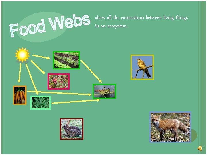 show all the connections between living things in an ecosystem. 