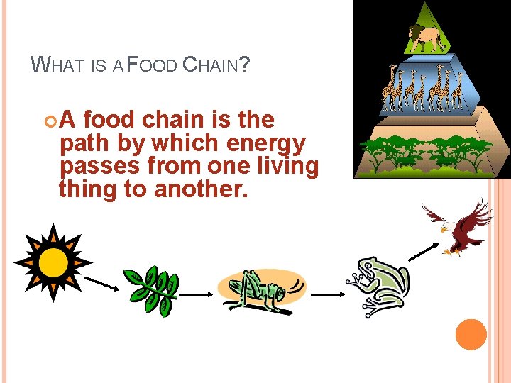 WHAT IS A FOOD CHAIN? A food chain is the path by which energy