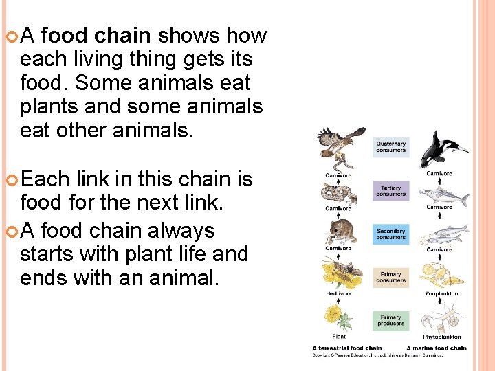 A food chain shows how each living thing gets its food. Some animals