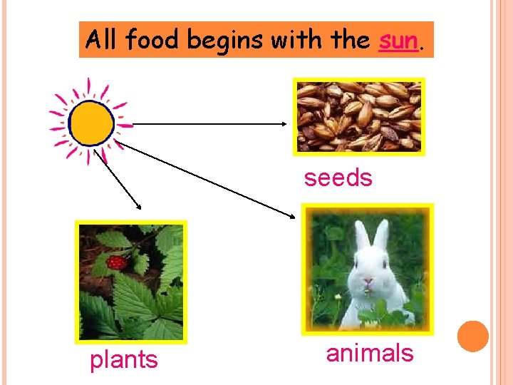 All food begins with the sun. seeds plants animals 