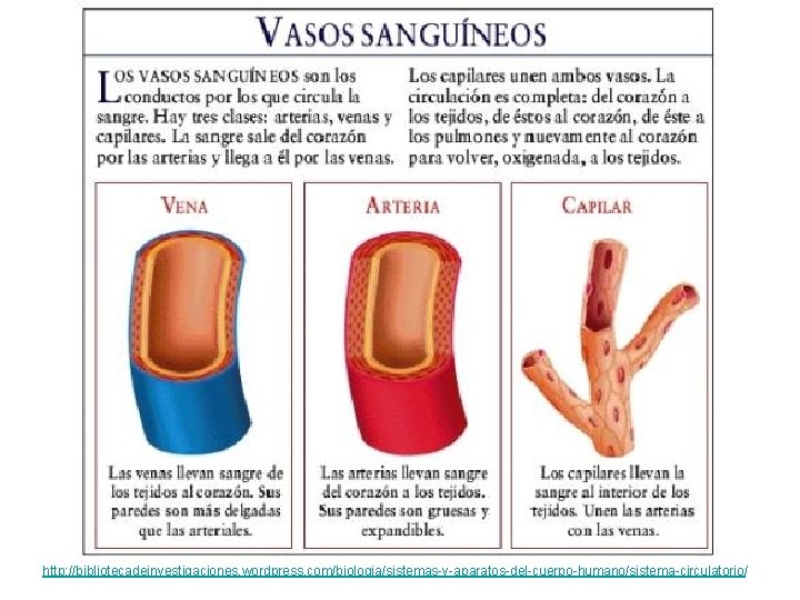 http: //bibliotecadeinvestigaciones. wordpress. com/biologia/sistemas-y-aparatos-del-cuerpo-humano/sistema-circulatorio/ 
