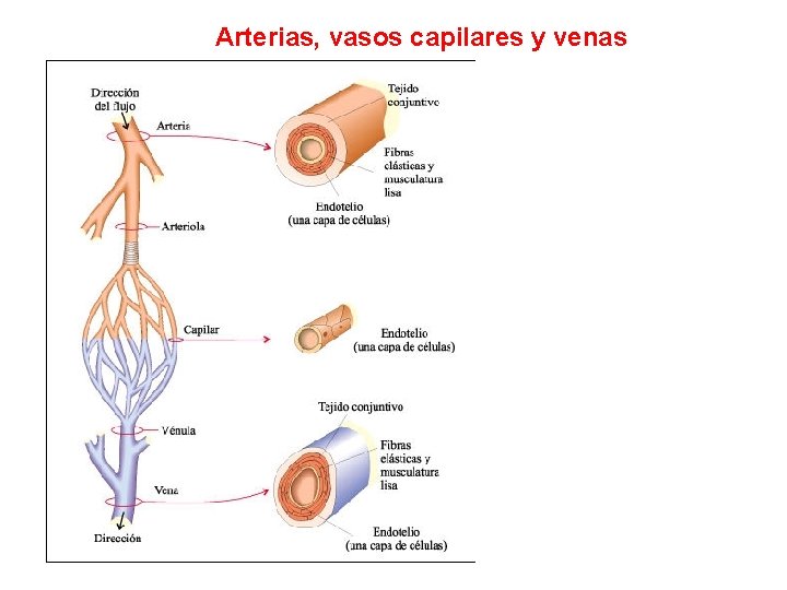 Arterias, vasos capilares y venas 