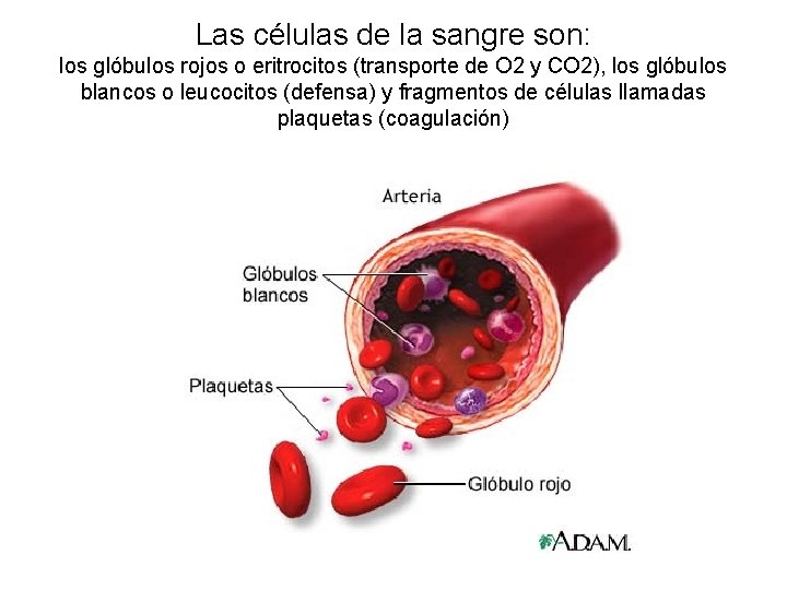 Las células de la sangre son: los glóbulos rojos o eritrocitos (transporte de O