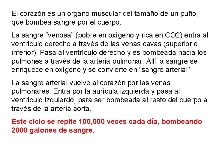 El corazón es un órgano muscular del tamaño de un puño, que bombea sangre