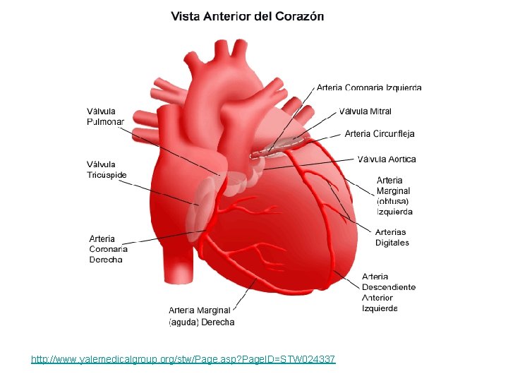 http: //www. yalemedicalgroup. org/stw/Page. asp? Page. ID=STW 024337 