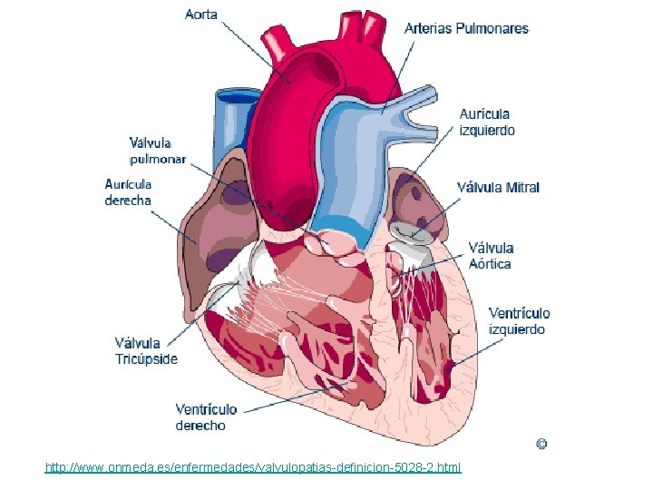 http: //www. onmeda. es/enfermedades/valvulopatias-definicion-5028 -2. html 