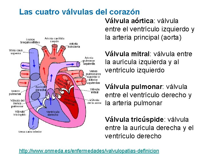 Las cuatro válvulas del corazón Válvula aórtica: válvula entre el ventrículo izquierdo y la
