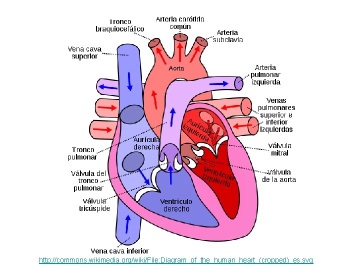 http: //commons. wikimedia. org/wiki/File: Diagram_of_the_human_heart_(cropped)_es. svg 