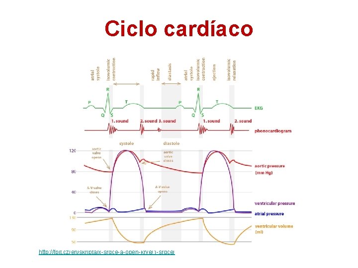 Ciclo cardíaco http: //fblt. cz/en/skripta/x-srdce-a-obeh-krve/1 -srdce/ 