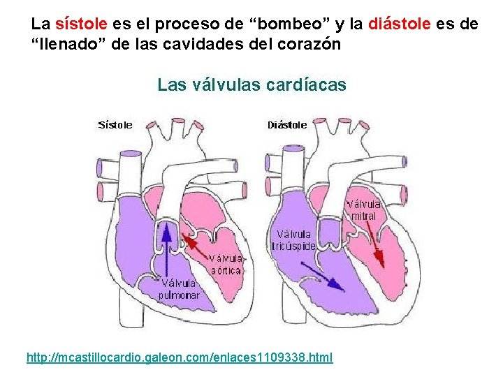 La sístole es el proceso de “bombeo” y la diástole es de “llenado” de