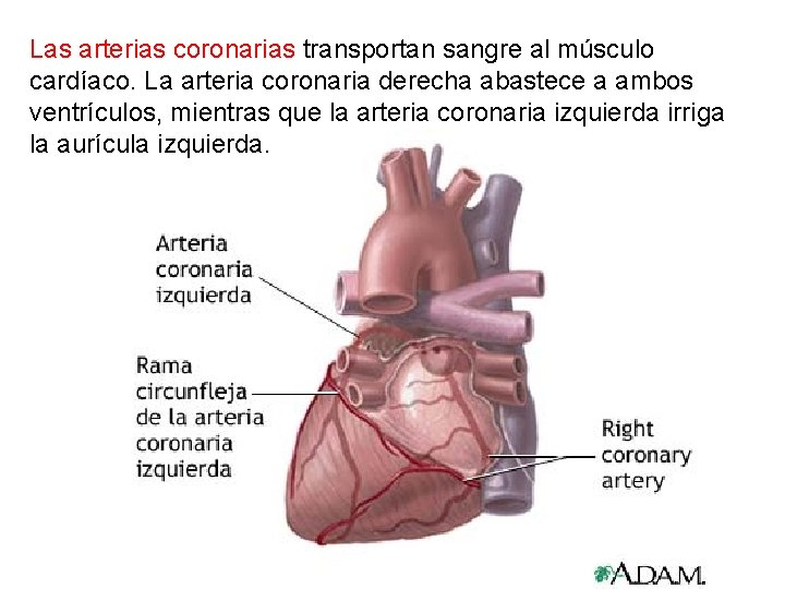 Las arterias coronarias transportan sangre al músculo cardíaco. La arteria coronaria derecha abastece a