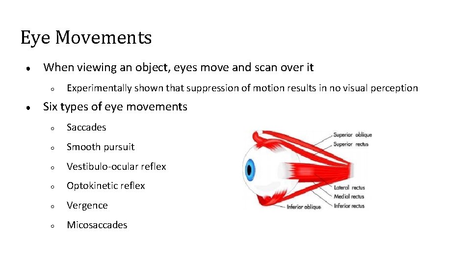 Eye Movements ● When viewing an object, eyes move and scan over it ○