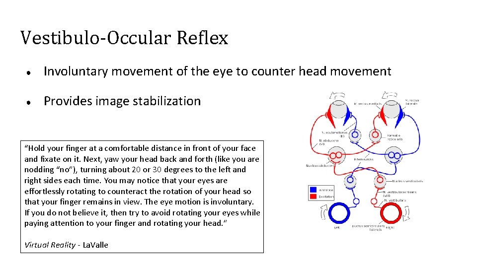 Vestibulo-Occular Reflex ● Involuntary movement of the eye to counter head movement ● Provides
