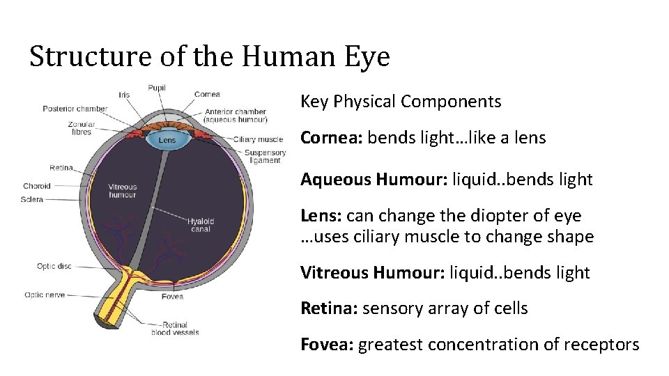 Structure of the Human Eye Key Physical Components Cornea: bends light…like a lens Aqueous
