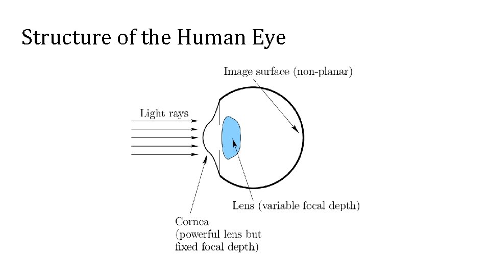 Structure of the Human Eye 