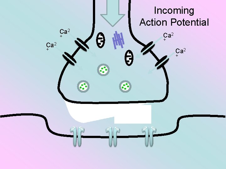 Incoming Action Potential Ca 2 + 