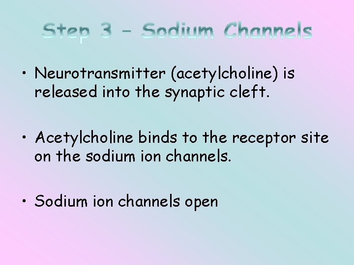  • Neurotransmitter (acetylcholine) is released into the synaptic cleft. • Acetylcholine binds to