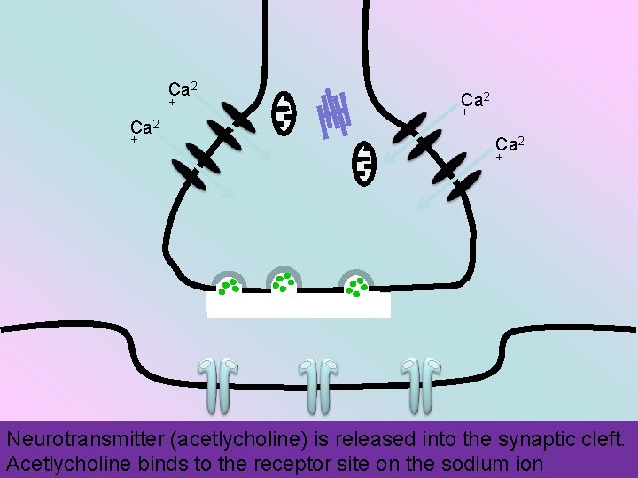 Ca 2 + Neurotransmitter (acetlycholine) is released into the synaptic cleft. Acetlycholine binds to