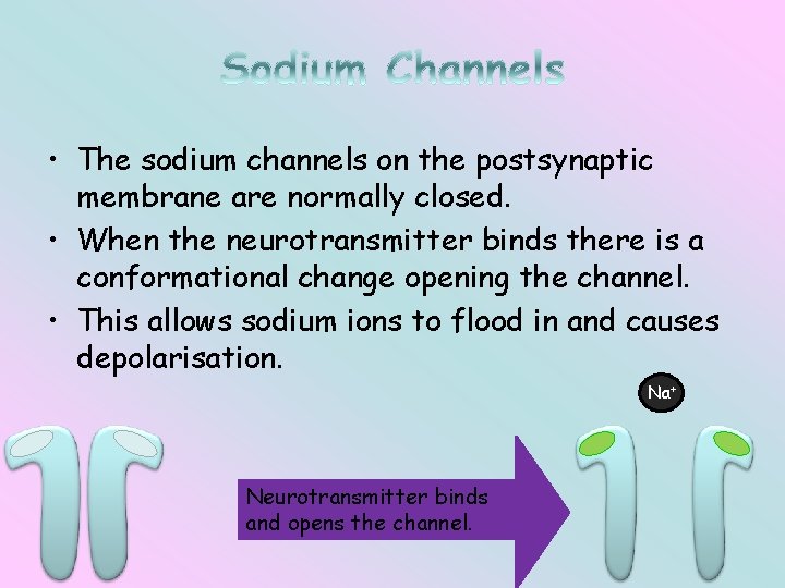  • The sodium channels on the postsynaptic membrane are normally closed. • When