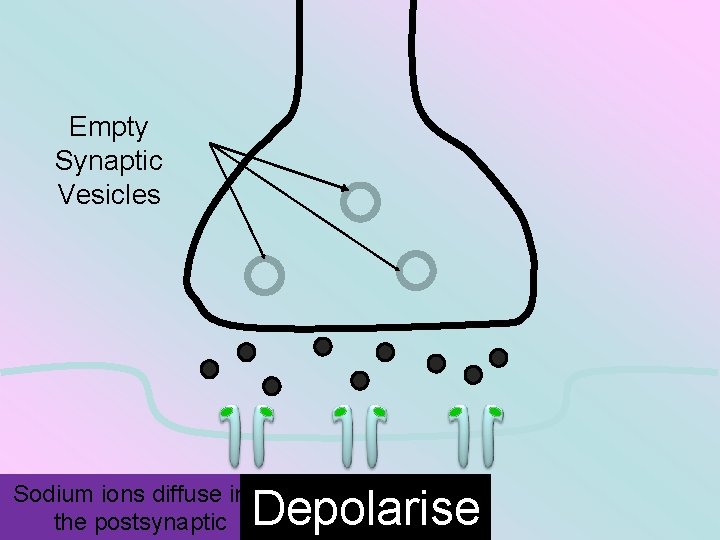 Empty Synaptic Vesicles Sodium ions diffuse into the postsynaptic Depolarise 