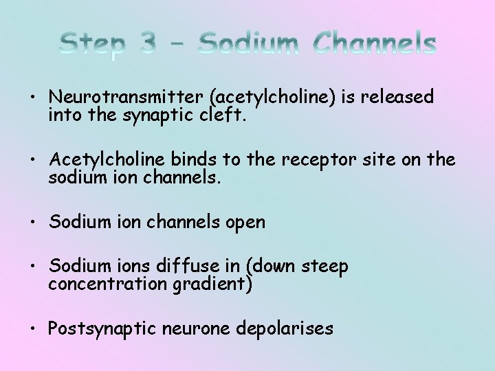  • Neurotransmitter (acetylcholine) is released into the synaptic cleft. • Acetylcholine binds to
