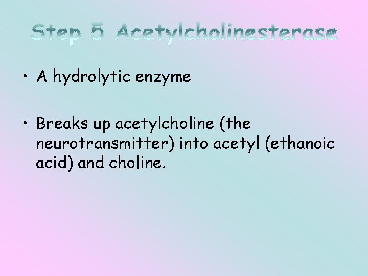 • A hydrolytic enzyme • Breaks up acetylcholine (the neurotransmitter) into acetyl (ethanoic