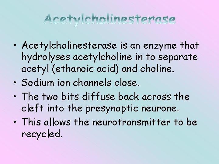  • Acetylcholinesterase is an enzyme that hydrolyses acetylcholine in to separate acetyl (ethanoic