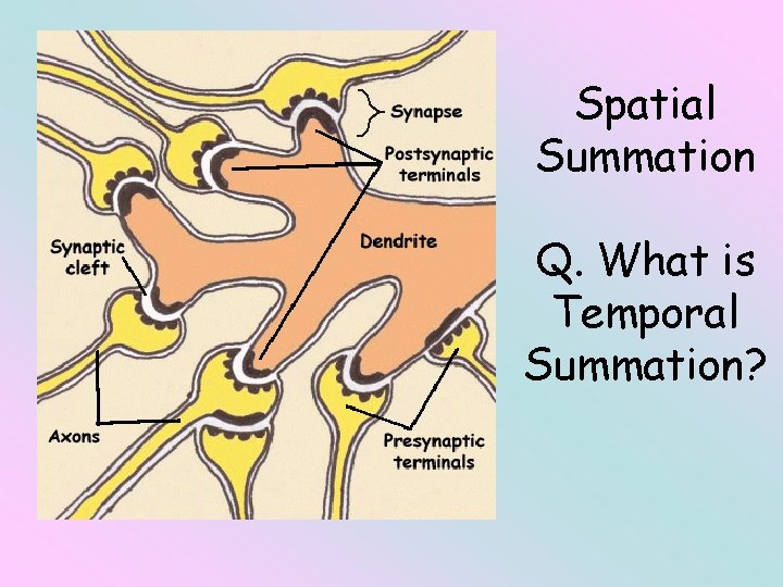 Spatial Summation Q. What is Temporal Summation? 