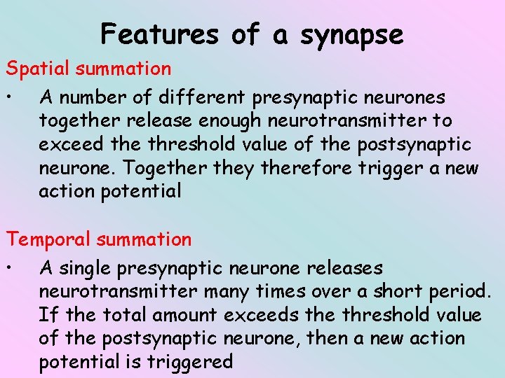 Features of a synapse Spatial summation • A number of different presynaptic neurones together