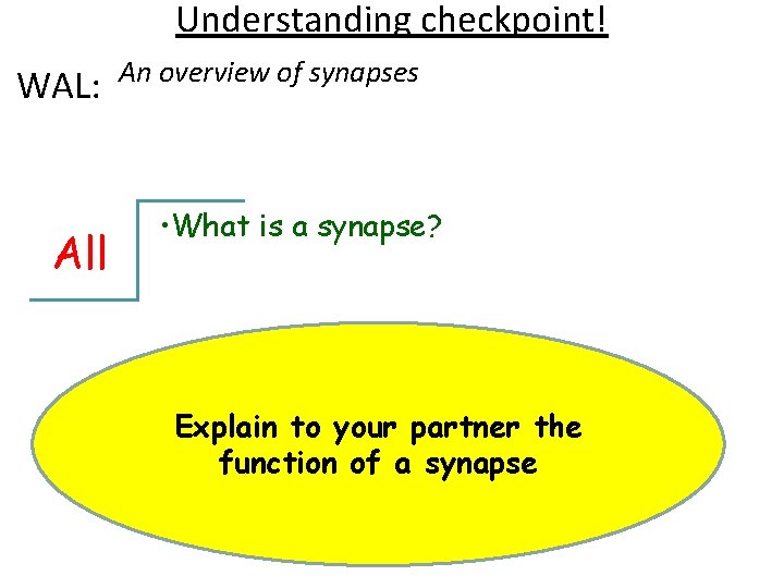 Understanding checkpoint! WAL: All An overview of synapses • What is a synapse? Explain