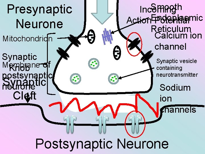 Presynaptic Neurone Mitochondrion Synaptic Membrane Knob of postsynaptic Synaptic neurone Cleft Smooth Incoming Action.